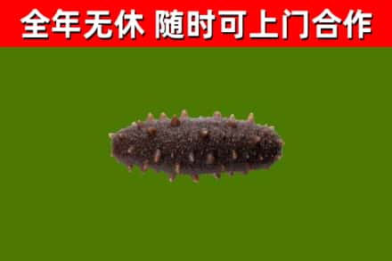 吐鲁番市回收海参干